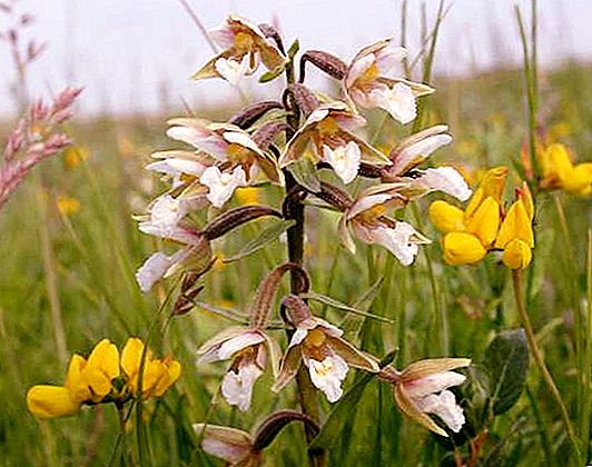 Блато Дремлик: снимка, описание на растението и разпространение