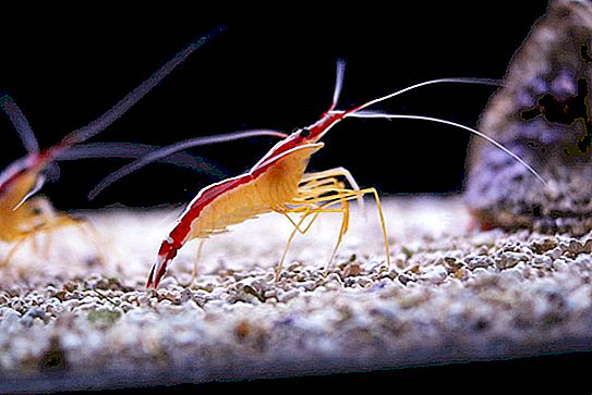 Where and how do prawns swim?