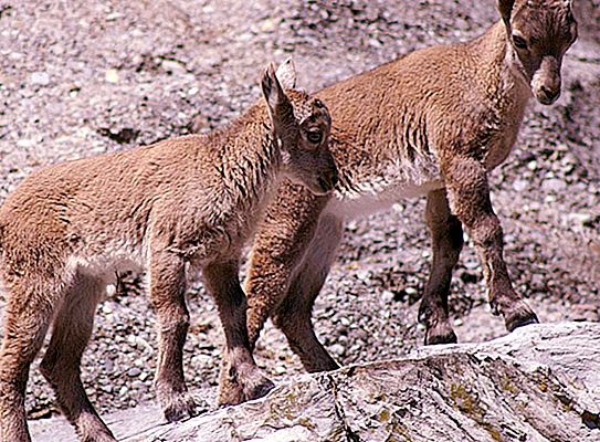 Chèvres de montagne: photos, types, noms
