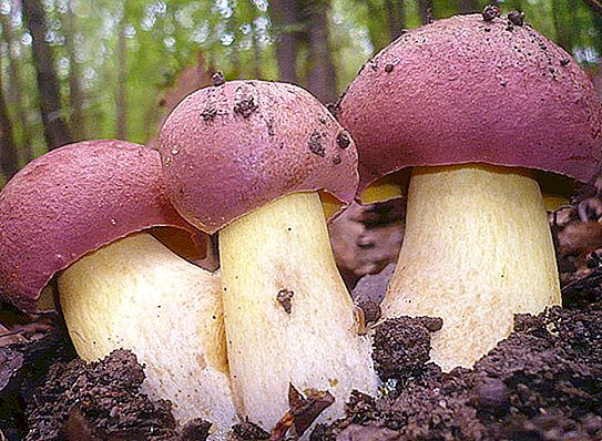 Jamur jamur: deskripsi di mana ia tumbuh dan kapan harus mengumpulkan
