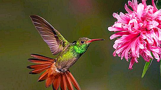 Ciekawe fakty o kolibrze dla dzieci