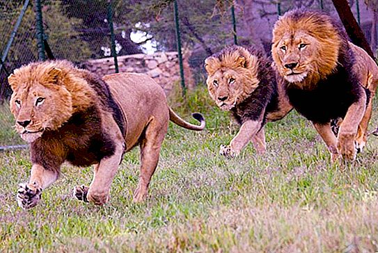 Como os leões caçam? Eles podem lidar com presas muito grandes?