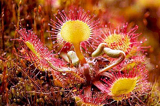 Round-leaved sundew: description, application, useful properties, reproduction