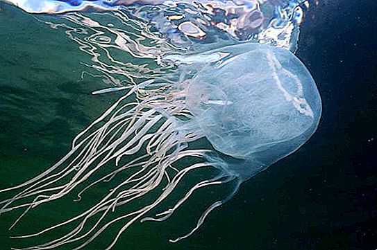 Vespa do mar (cubomedusa) - um monstro marinho mortal