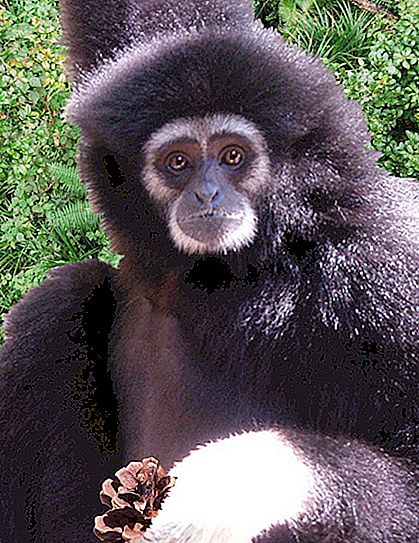 Gibbon-ahv: liigi omadused ja elupaik