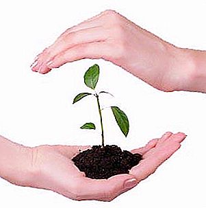 Protezione delle piante: alcuni aspetti e fatti