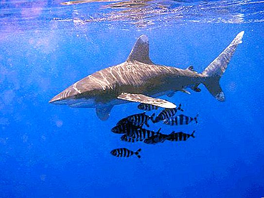 Cá mập đại dương dài: mô tả, tính năng và môi trường sống