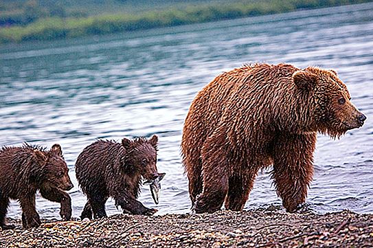 堪察加半岛的危险熊狩猎