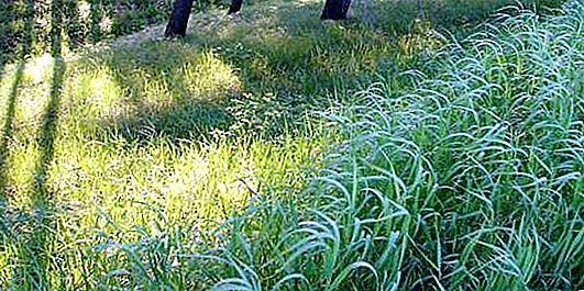 Herba de blat rampant: propietats medicinals, ús i contraindicacions