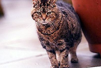 أقدم قطة في العالم