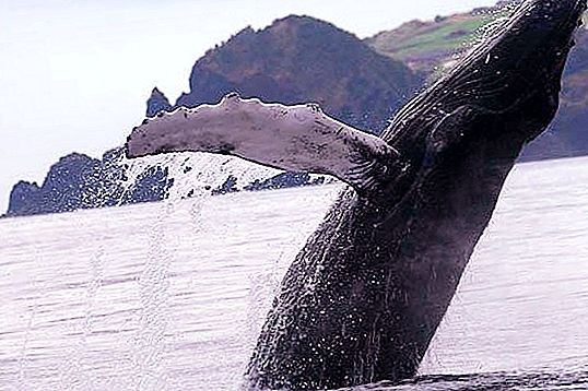 Baleia arenque: descrição, habitat, criação, nutrição