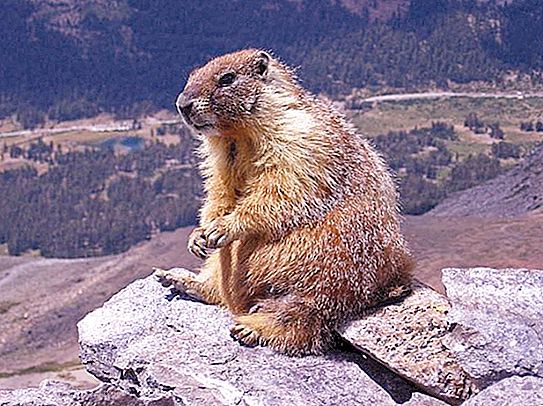 Marmot (baibak) - cenné zvíře