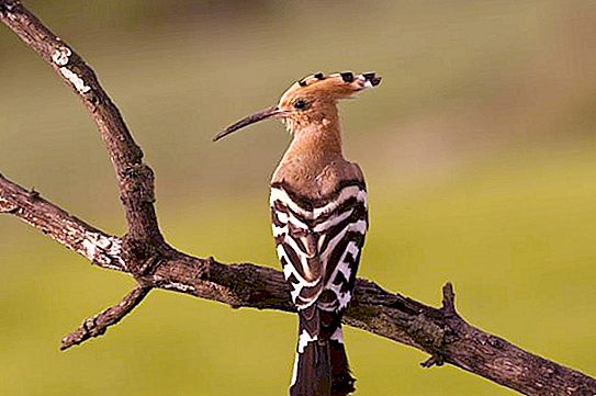 Hoopoe: nepamirštamos išvaizdos paukštis