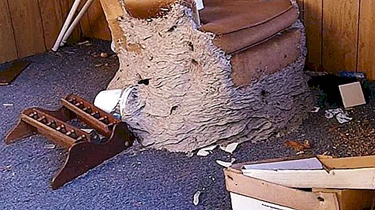 In Alabama in the USA, wasps build giant nests in residential buildings (photo selection)