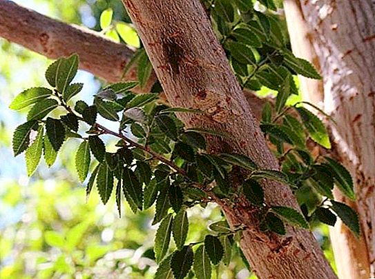 Sitede ve bonsai şeklinde küçük yapraklı karaağaç