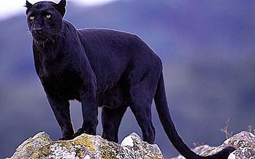 Chat sauvage mystérieux - jaguar noir: description, habitat