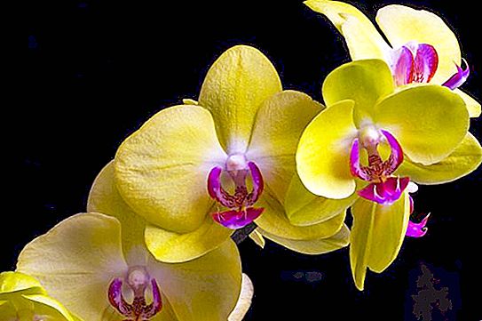 Sárga orchideák - mi szimbóluma? Csokor sárga orchideák