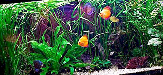 Akvaariumitaim "Vallisneria spiraal": kirjeldus, paljundamine, hooldus ja hooldus