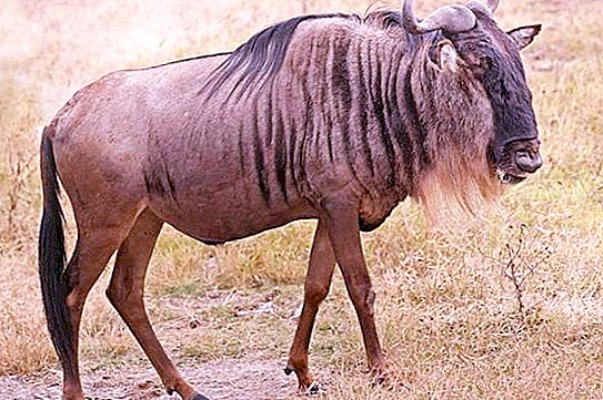 Wildebeest - أي نوع من الحيوانات هو؟ وصف قصير ونمط حياة