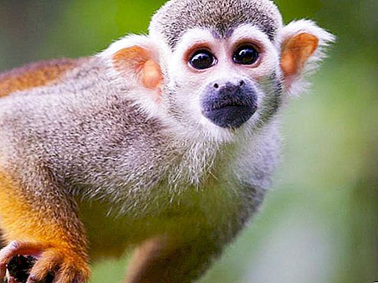 松鼠猴：惊人的至高无上的生命和栖息地