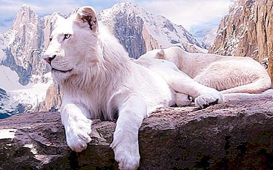 Hvite løver - en legende som har blitt virkelighet