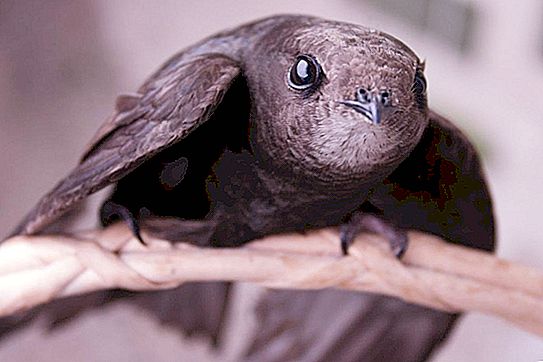 Black Swift: Vogelbeschreibung, Lebensraum, Nahrung