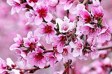 Květy jabloní: popis, struktura, fotografie