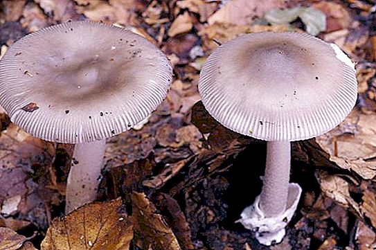 Galleggiante per funghi - descrizione, uso