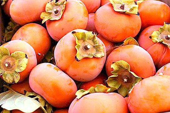 Hvordan og hvor vokser persimmon i Rusland? Nyttige egenskaber, funktioner i pleje og reproduktion