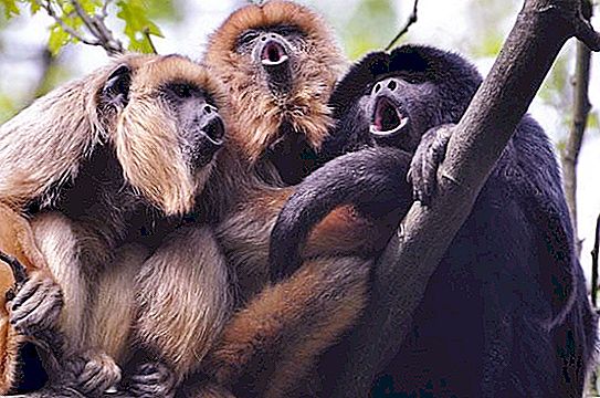 Wie kommunizieren Affen miteinander? Wie Affen reden: Geräusche. Sprachtraining