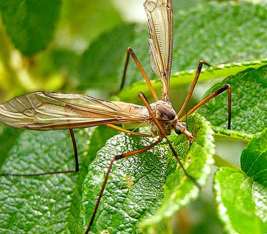 Moustique chenille - un insecte sûr qui se nourrit de nectar