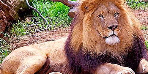 Hvorfor er en løvekonge av dyr?