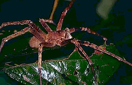 Lời chào từ vùng nhiệt đới: một bà mẹ hai con nhận chuối với nhện từ siêu thị