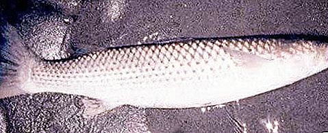 Пеленгаска търговска риба
