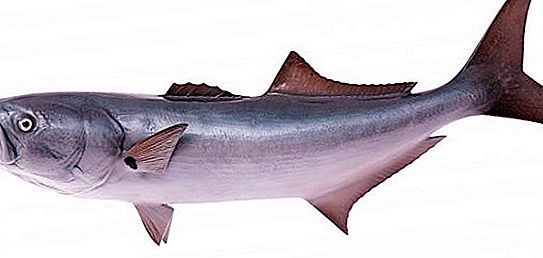 Bluefin fish: paglalarawan, gawi at kabuluhan sa industriya