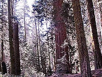 Sequoia - augstākais koks pasaulē