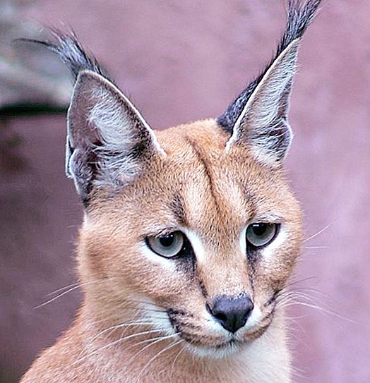 Estepe Lynx - um animal incrivelmente bonito e gracioso