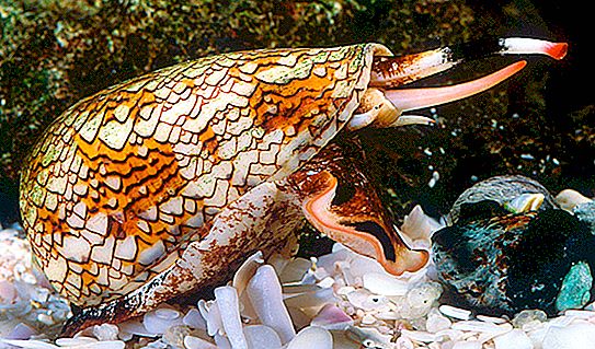 Cono di mollusco gasteropode velenoso: specie, descrizione, struttura