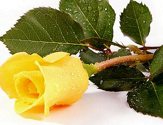 Жълта роза: значението на красиво цвете