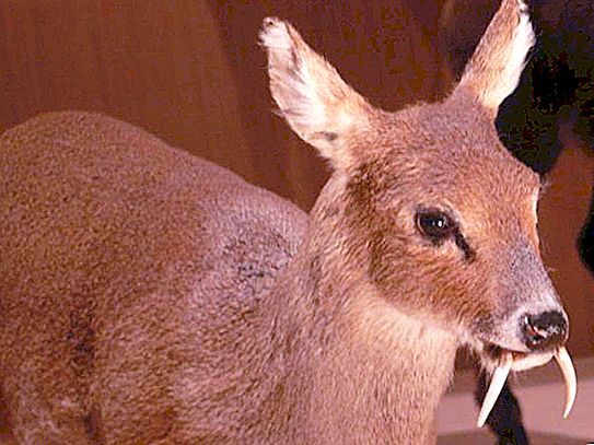 Musk deer: paglalarawan, kawili-wiling katotohanan, larawan