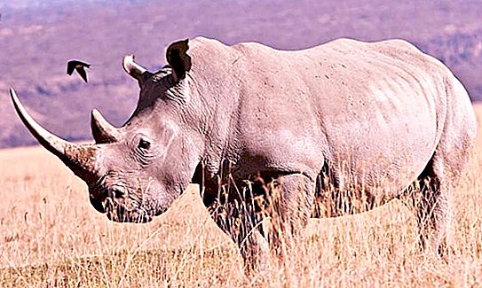 Livet på en vit noshörning. Den maximala vikten av en vit noshörning