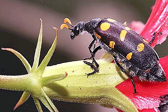 Bug Beetle: คุณสมบัติและรูปลักษณ์