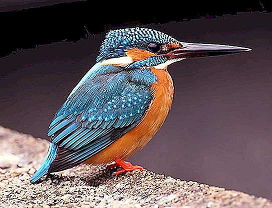 Kingfisher obyčajný: popis s fotografiou