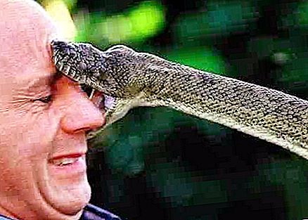 งูของภูมิภาคเลนินกราด: วิธีการหลีกเลี่ยงการประชุมที่เป็นอันตราย