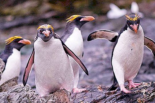 Ang ginintuang buhok na penguin ay ang pinaka-kaakit-akit na miyembro ng pamilya nito.