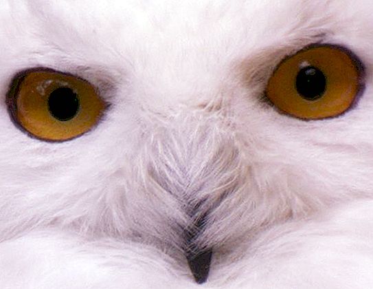 白猫头鹰-稀有而美丽的捕食者