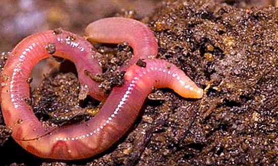 White earthworm (creep): description, breeding and storage