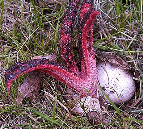 Cogumelos "dedos do diabo": uma descrição de onde crescem fatos interessantes