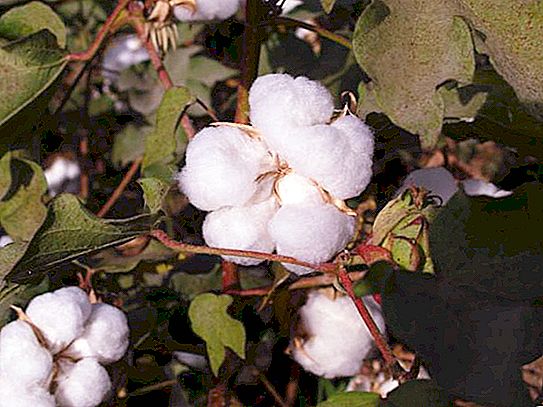綿の木：説明とプロパティ