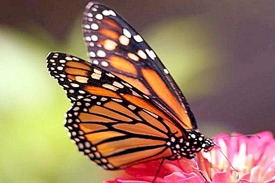 Como as borboletas comem: o que comem na natureza e em casa?